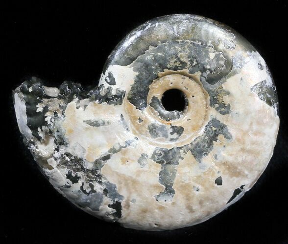 Iridescent Sublunduloceras Ammonite Fossil - Russia #34605